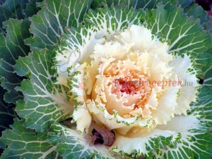 Fotó: ? byzantiumbooks / Flickr Fotó: ? byzantiumbooks / Flickr